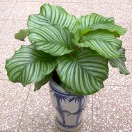植物租赁,青苹果