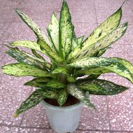 植物租赁,银皇后