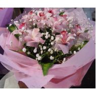 花惠兰,彩蝶飞