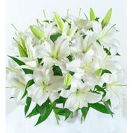 美国,白百合