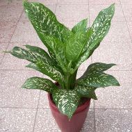 植物租赁,白雪公主