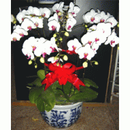 蝴蝶兰,白花红心蝴蝶兰