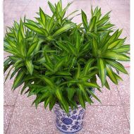 植物租赁,百合竹