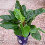 植物租赁,绿地王
