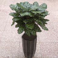 植物租赁,美丽竹芋