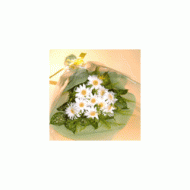 日本,白色波斯菊花束