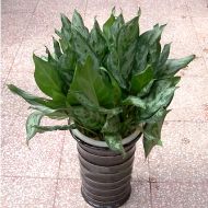 植物租赁,黑美人