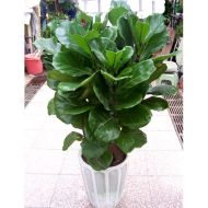 植物租赁,琴叶榕