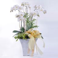 蝴蝶兰,冰清玉洁