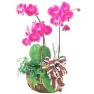 蝴蝶兰,蝴蝶兰2